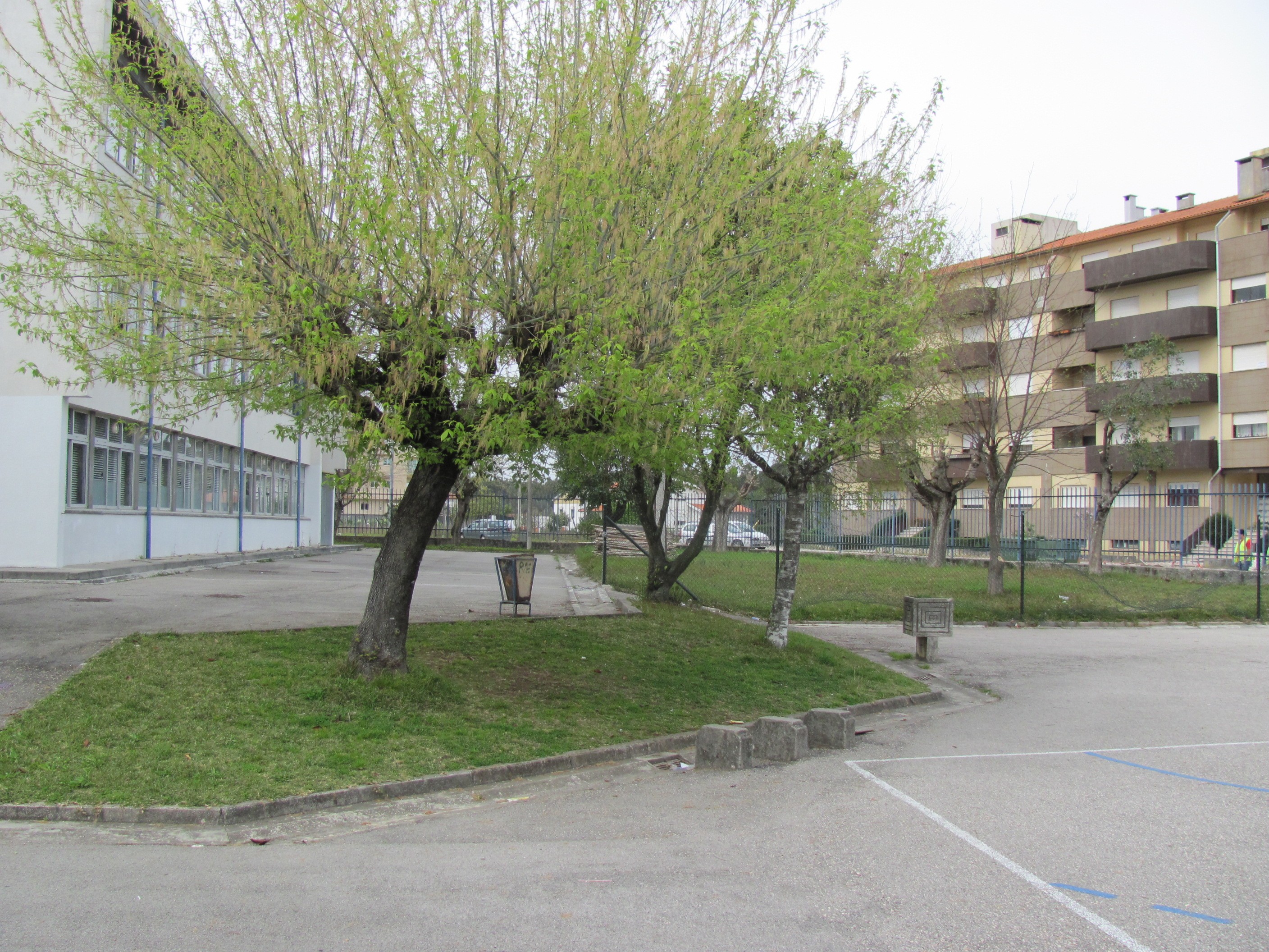 Zona verde com várias árvores