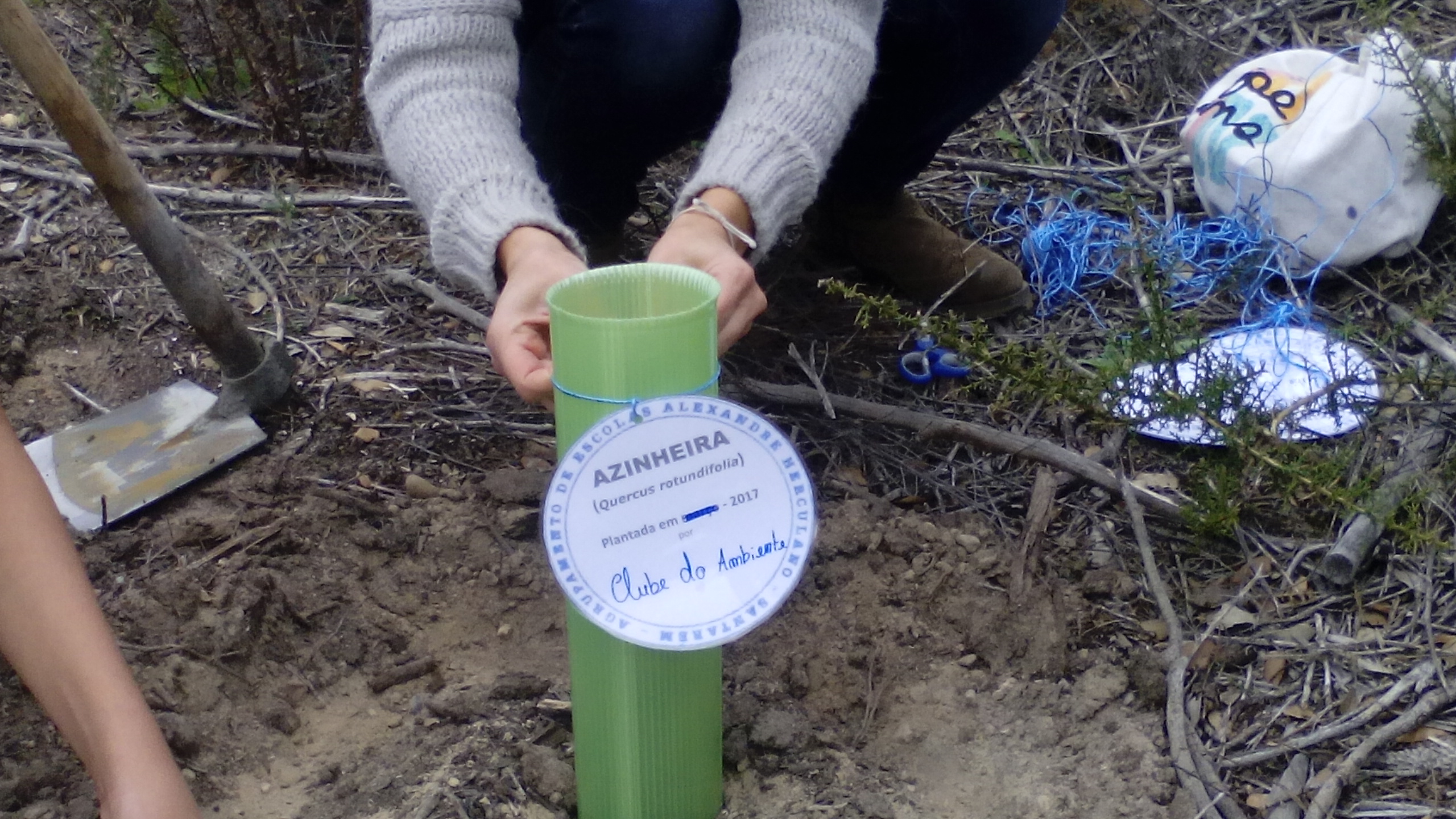 Plantação de oliveiras. Os alunos do Clube do Ambiente/Brigada Verde, plantaram no mês de abril oliveiras no espaço escolar.