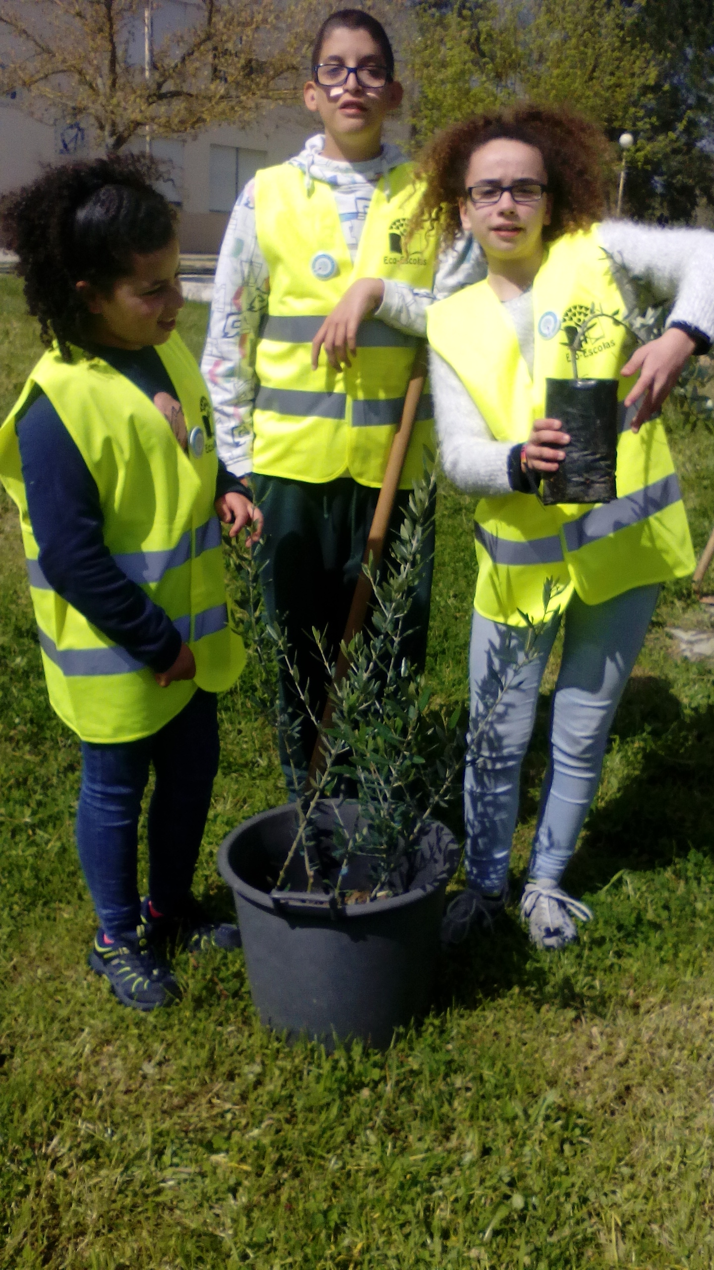 Plantação de oliveiras. Os alunos do Clube do Ambiente/Brigada Verde, plantaram no mês de abril oliveiras no espaço escolar.